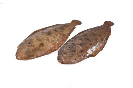 Foto de Lenguado común, pez mediterráneo, aislado sobre fondo blanco - Imagen libre de derechos