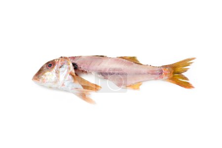 Photo for Red Mullet filleted, isolated on white background - Royalty Free Image