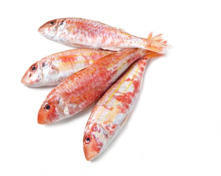 Photo for Mediterranean fish - Triglia rossa - Mullus surmuletus - Royalty Free Image
