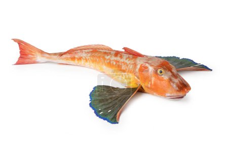 Téléchargez les photos : Tub Gurnard, Chelidonichthys lucerna, Gurnard Tubefish Gallinella o pesce Fagiano, poisson italien typique - en image libre de droit