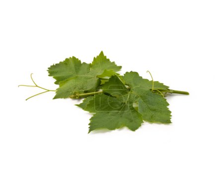 Téléchargez les photos : Feuilles de raisin, isolées sur fond blanc Bouquet de feuilles de vigne verte en groupe, utilisées pour Dolma, avec macro-gros plan détaillé en succursale, haute résolution - en image libre de droit
