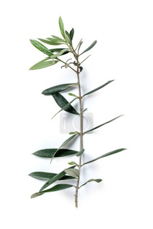 Photo for Olive branch of a tree, Olea europaea Olive ulivo - Royalty Free Image