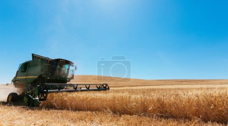 Photo for Sicily field of wheat, "Grano di Sicilia" - Royalty Free Image