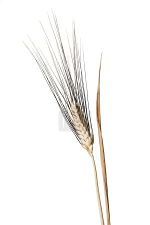 Photo for Wheat isolated on white background - Royalty Free Image