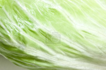 Photo for Lettuce Iceberg Crisphead, Iceberg, Lactuca sativa, macro texture - Royalty Free Image
