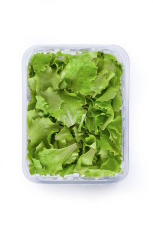 Photo for Lettuce, Isolated on White Background  Green Scattered Edible Vegetable Close-Up Macro, plastic Package Wrapped in Clear Plastic - Top View, Macro Close Up - Royalty Free Image