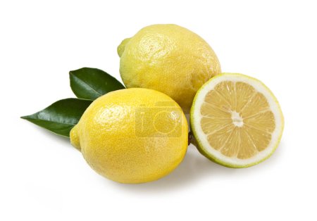 Téléchargez les photos : Citron Siracusa, Limone di Siracusa IGP, cultivar "femminello" Citrus limon - en image libre de droit