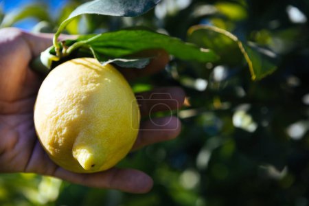 Téléchargez les photos : Champ de citrons à Syracuse, cultivar "femminello" - en image libre de droit
