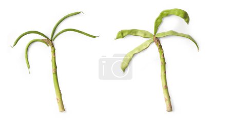 Photo for Gourmet Decoration (Palm Tree) of Green Beans, String French Beans, Snaps - Isolated on White Background - Royalty Free Image