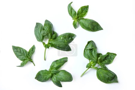 Photo for Basil  Basil Leaves with Detail, Close Up Macro, with Shadow  Icon for Fresh, Bio, Organic, Vegetarian, Leaf  Close Up Macro  Isolated on White Background - Royalty Free Image