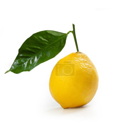 Téléchargez les photos : Cultivar "Fantastico" orange bergamote isolé sur fond blanc - en image libre de droit