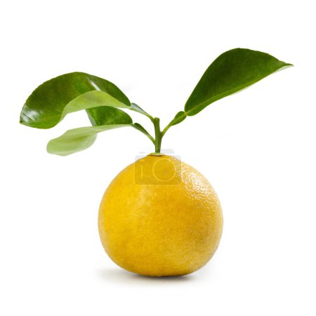 Téléchargez les photos : Cultivar "Femminello" orange bergamote isolé sur fond blanc - en image libre de droit