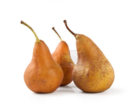 Photo for Pears, Isolated on White Background  Arranged Group of Three Bosc Pears, Brown "Kaiser" Cultivar  Detailed Close-Up Macro on Skin, High Resolution - Royalty Free Image