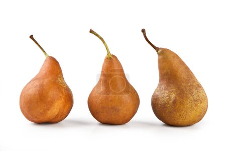 Photo for Pears, Isolated on White Background  Arranged Group of Three Bosc Pears, Brown "Kaiser" Cultivar  Detailed Close-Up Macro on Skin, High Resolution - Royalty Free Image