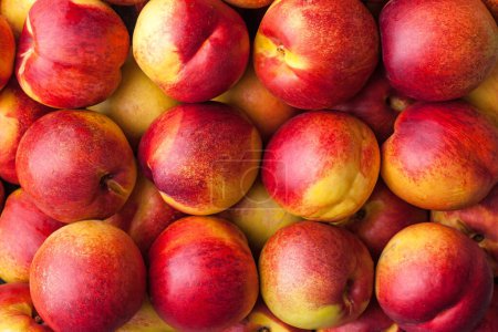 Photo for Nectarines in Rows  Large Group of Arranged Smooth Peaches, Market Box Background of Red and Yellow Fruit Ordered in Line  Top View, Detailed Close-Up Macro, from Above - Royalty Free Image