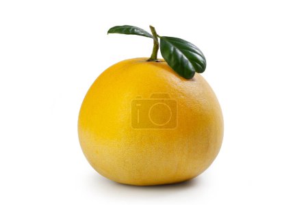 Photo for Lemon Yellow "Pomelo" Cultivar - Close Up - Isolated on White Background - Royalty Free Image