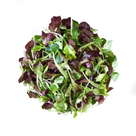 Photo for Cress Mache Lettuce - Isolated on White Background - Royalty Free Image