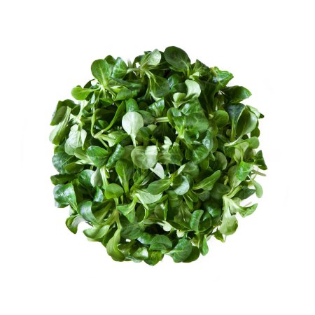 Photo for Valeriana Leaves Lettuce - Isolated on White background - Royalty Free Image