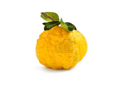 Téléchargez les photos : Citronnier "Pompia" "Citrus Monstrousa" de Sardaigne, Italie - Gros plan - Isolé sur fond blanc - en image libre de droit