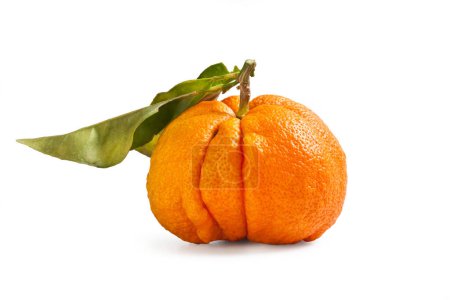 Téléchargez les photos : Cultivar orange "Pompia" "Citrus Monstrousa" de Sardaigne, Italie - Gros plan - Isolé sur fond blanc - en image libre de droit