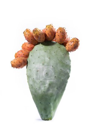Téléchargez les photos : Cactus piquant (Opuntia ficus-indica) Sicile - en image libre de droit