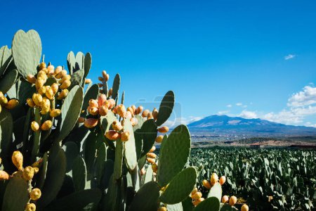 Téléchargez les photos : Cactus piquant (Opuntia ficus-indica) Sicile Champ - en image libre de droit