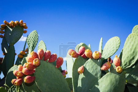 Photo for Prickly pear cactus (Opuntia ficus-indica) Sicily Field - Royalty Free Image