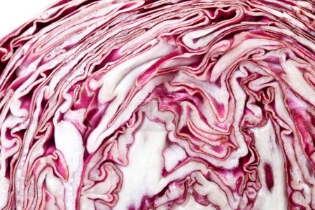 Photo for Radicchio from Italy, Isolated on White Background  Local Cultivar "Radicchio di Chioggia" Purple Chicory Fresh Leaves, Traditional Italian Food Ingredient  Macro Detail Photo, Cut Open, Sliced - Royalty Free Image