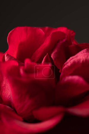 Photo for Rose on Black Background  Red Flower, High Resolution Close Up Macro Photography, Detail of Petals, Thorny Leaves and Stem  Iconic, Elegant Shape - Royalty Free Image