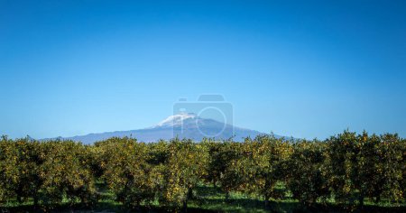 Téléchargez les photos : Champ d'oranges en Sicile ferme de l'Etna - en image libre de droit