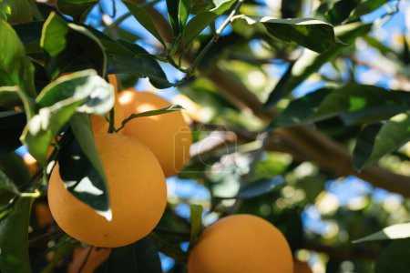 Téléchargez les photos : Oranges de campagne en Sicile ferme - en image libre de droit