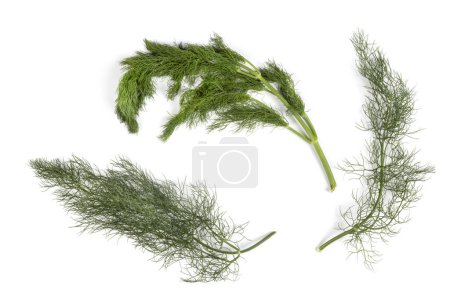 finocchietto selvatico - Foeniculum vulgare - Fennel Branches, Macro Close Up, Top View - Isolated on White Background