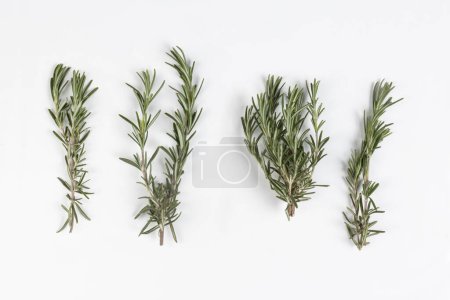 Photo for Rosemary - Four Branches, Macro Close Up, Top View - Isolated on White Background - Royalty Free Image