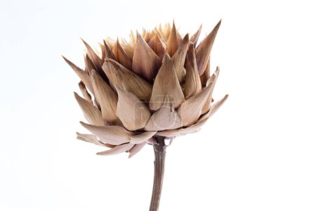 Foto de Cynara cardunculus scolymus Flor, macro detalle sobre fondo blanco - Imagen libre de derechos