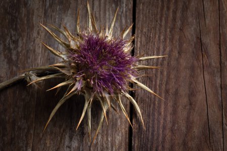 Foto de Cynara cardunculus Flor sobre tabla de madera, macro detalle - Imagen libre de derechos