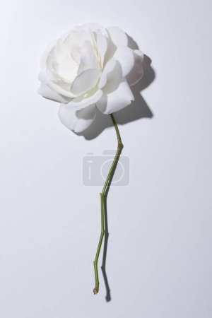 Foto de Rama de rosa blanca sin espinas, prácticamente desnuda, desnuda, sola - Imagen libre de derechos