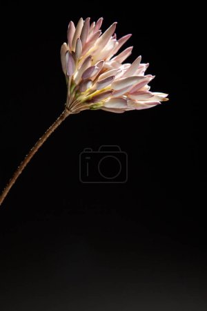 Photo for Typical and traditional Sicilian jasmine bud built with Inflorescence of wild carrot "Daucus Carota" - Royalty Free Image