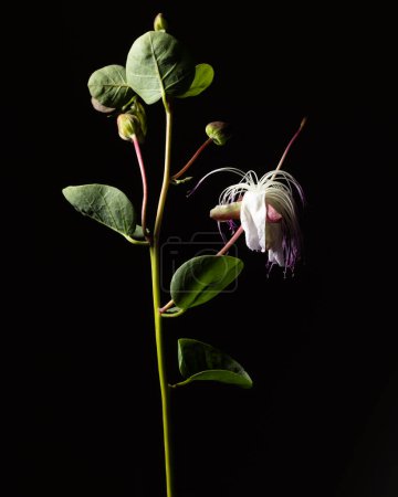 Foto de Caper Capparis spinosa también llamada Flinders rosa, rama con flores y frutas sobre fondo negro - Imagen libre de derechos