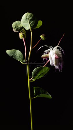 Foto de Caper Capparis spinosa también llamada Flinders rosa, rama con flores y frutas sobre fondo negro - Imagen libre de derechos