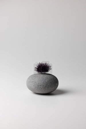 Foto de Gris piedra de mar y erizo de mar sobre un fondo blanco - Imagen libre de derechos