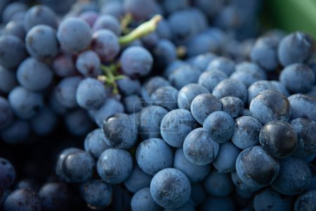 Photo for Grapes Close Up Italian Vineyard on Mount Etna, Sicily  "Nerello Mascalese" DOC Wine - Royalty Free Image