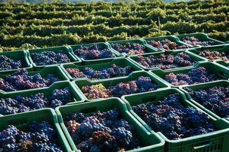 Vineyard on Mount Etna, Sicily  "Nerello Cappuccio" Wine