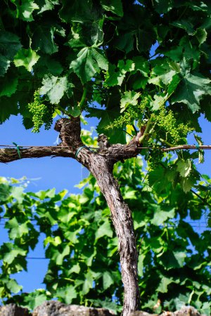 Téléchargez les photos : Jeune vigne avec feuilles Vignoble italien sur le mont Etna, Sicile DOC Wine - en image libre de droit