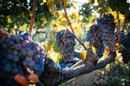 Harvest of Grapes, Italian Vineyard on Mount Etna, Sicily  Nerello Mascalese Wine