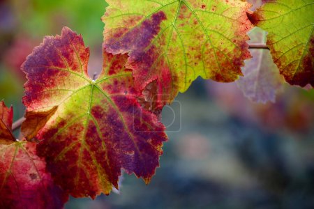 Téléchargez les photos : Cépages dans le vignoble en automne, détail des feuilles de vigne Etna Sicile - en image libre de droit