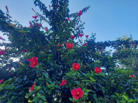 Foto de Gran árbol de hibisco de flor roja - Imagen libre de derechos