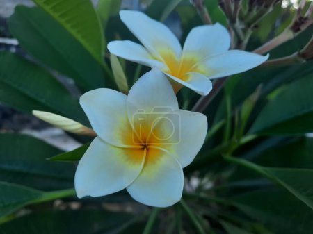 White plumeria flowers with green leaves