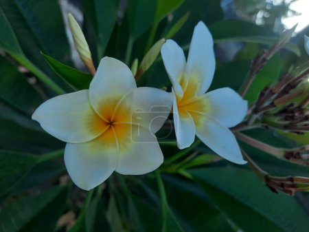 White plumeria flowers with green leaves