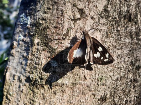 Female purple emperor butterfly brown color