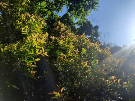 Foto de Rayos de sol a través de los árboles fotografía - Imagen libre de derechos